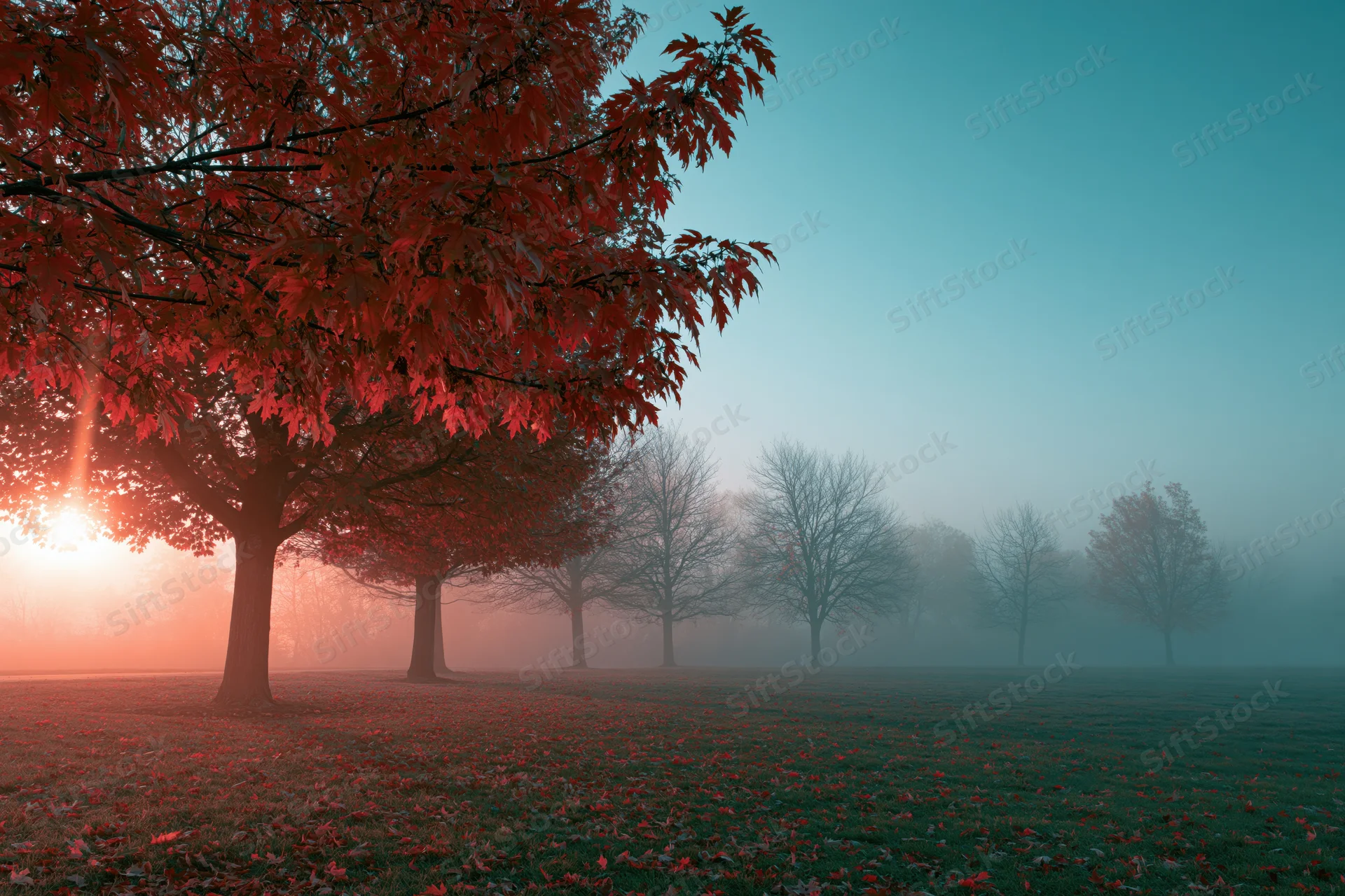 Red maple trees in a foggy park at sunrise with fallen leaves on grass
