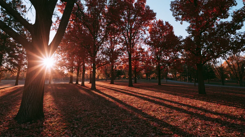 Sunlight shining through red-leafed trees in an autumn park with fallen leaves covering the ground