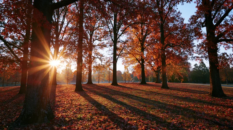 Sunlight shining through tall trees with red and orange autumn foliage in a park, casting long shadows on a carpet of fallen leaves
