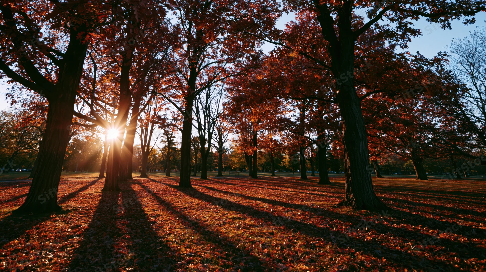 Sunlight filtering through tall trees with red autumn foliage in a park, casting long shadows on a carpet of fallen leaves