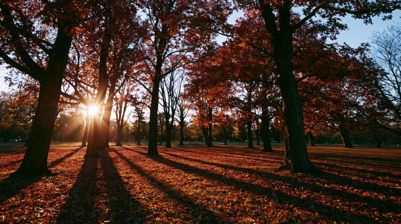 Sunlight filtering through tall trees with red autumn foliage in a park, casting long shadows on a carpet of fallen leaves