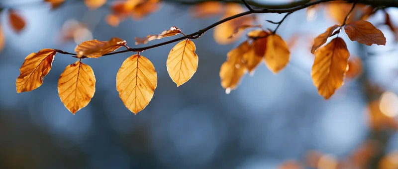 Golden-orange autumn leaves on a tree branch against a blurred blue sky background