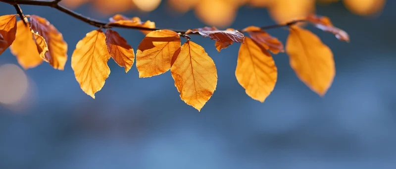 Golden-orange autumn leaves on a branch against a blurred blue background