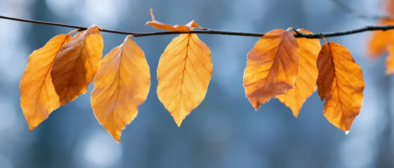 Golden-orange autumn leaves on a branch against a blurred blue background