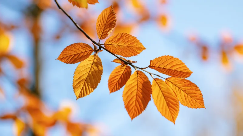 Golden-orange autumn leaves on a tree branch backlit by sunlight against a blue sky