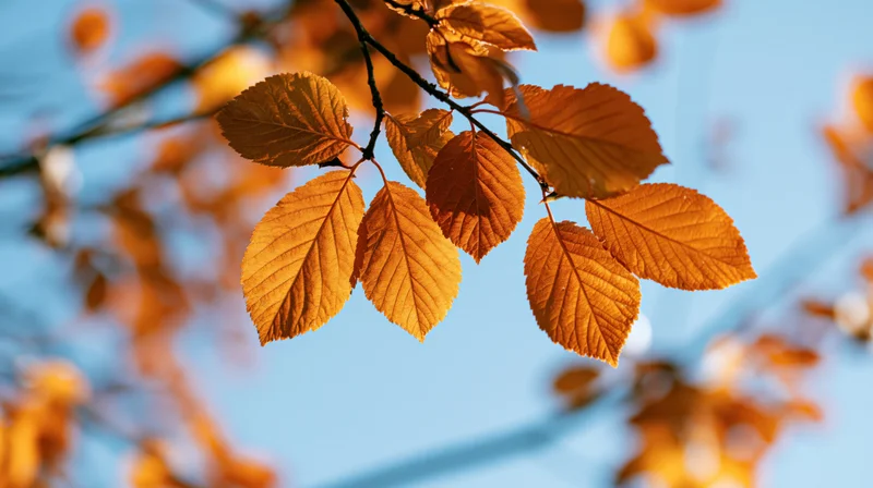 Golden-orange autumn leaves on a branch backlit against a clear blue sky