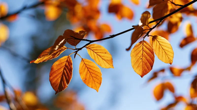 Golden-orange autumn leaves on a tree branch backlit by sunlight against a blue sky