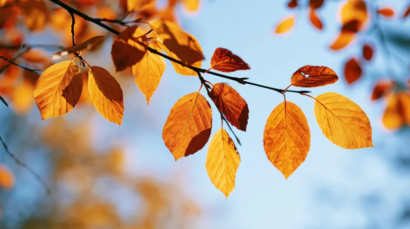 Autumn tree branch with golden-orange leaves backlit against blue sky