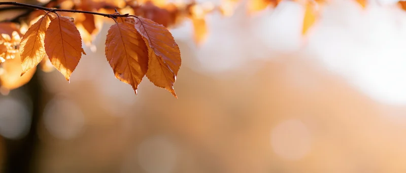 Autumn leaves on a branch with soft sunlight and blurred background