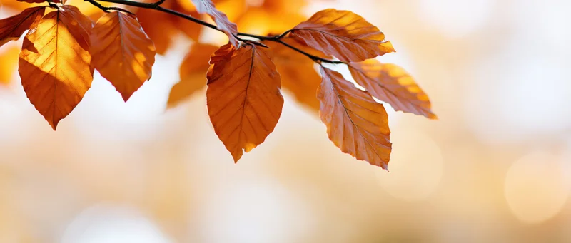 Golden-orange autumn leaves on a branch against a soft blurred background with warm sunlight