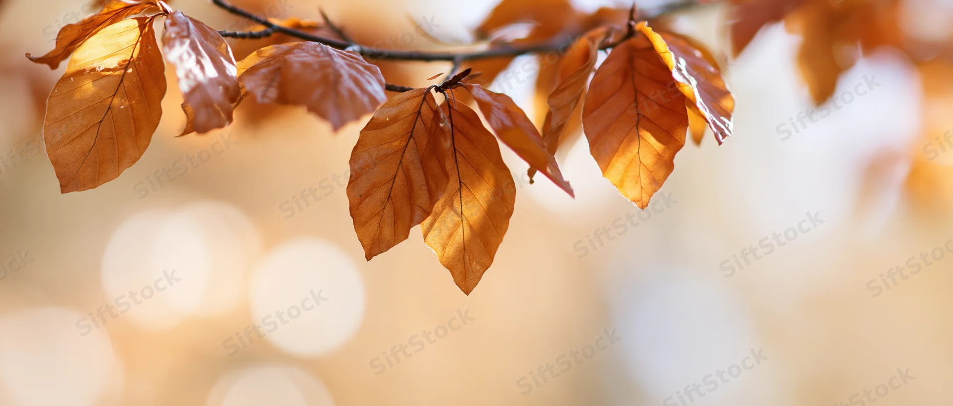 Autumn leaves hanging from a branch with soft sunlight and blurred background