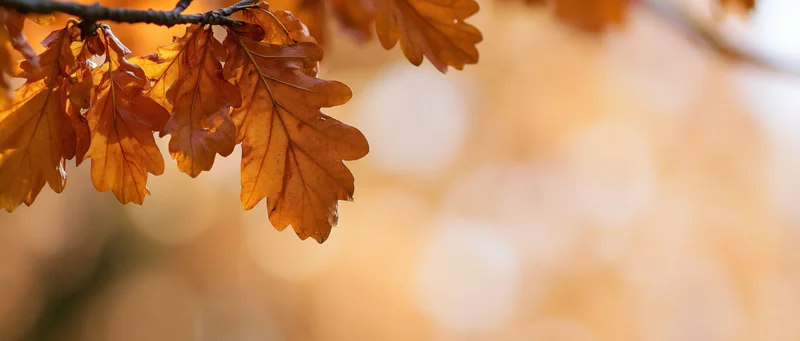 Golden-orange oak leaves on a branch against a blurred autumn background