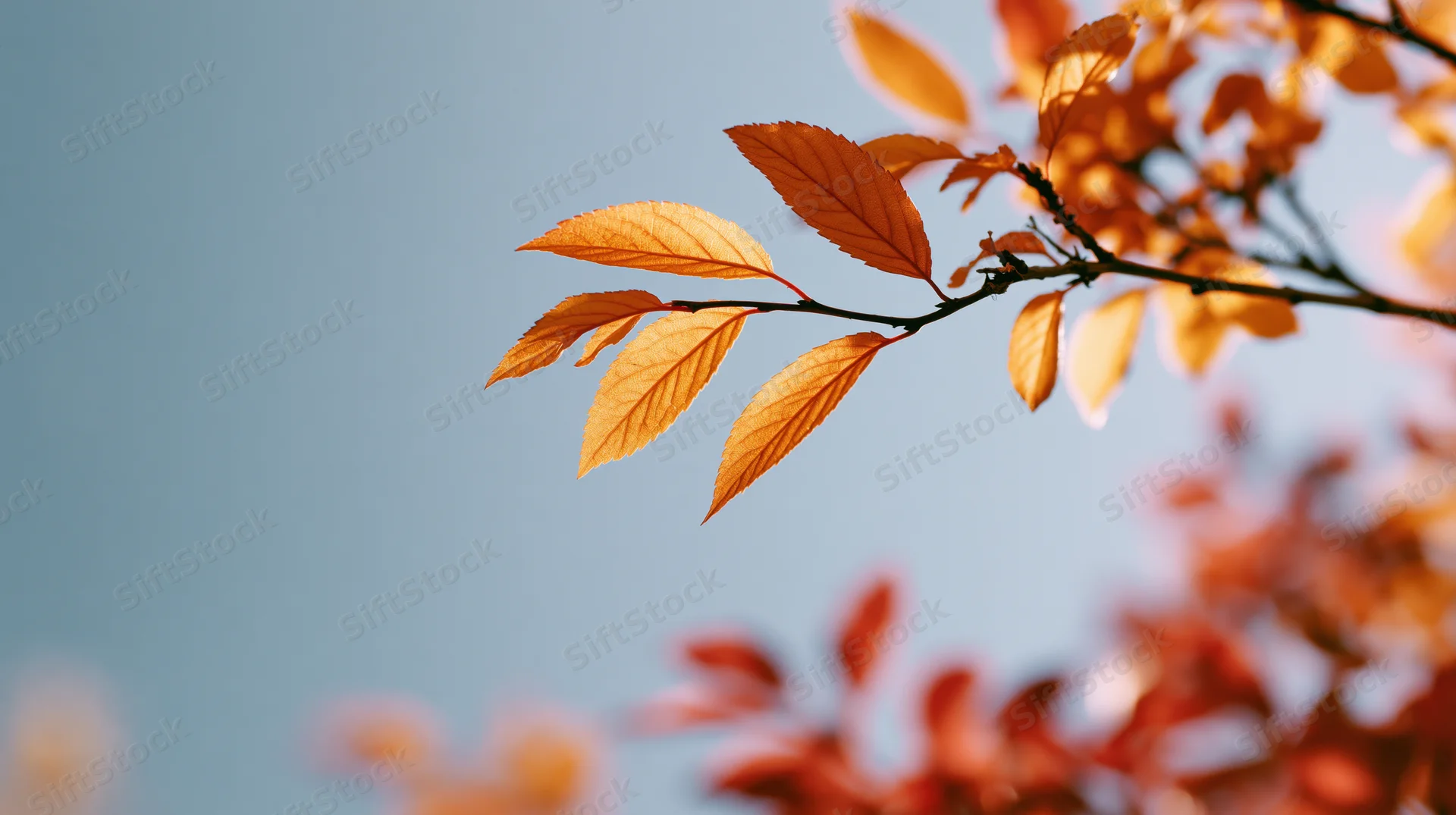 Autumn tree branch with golden-orange translucent leaves against a clear blue sky