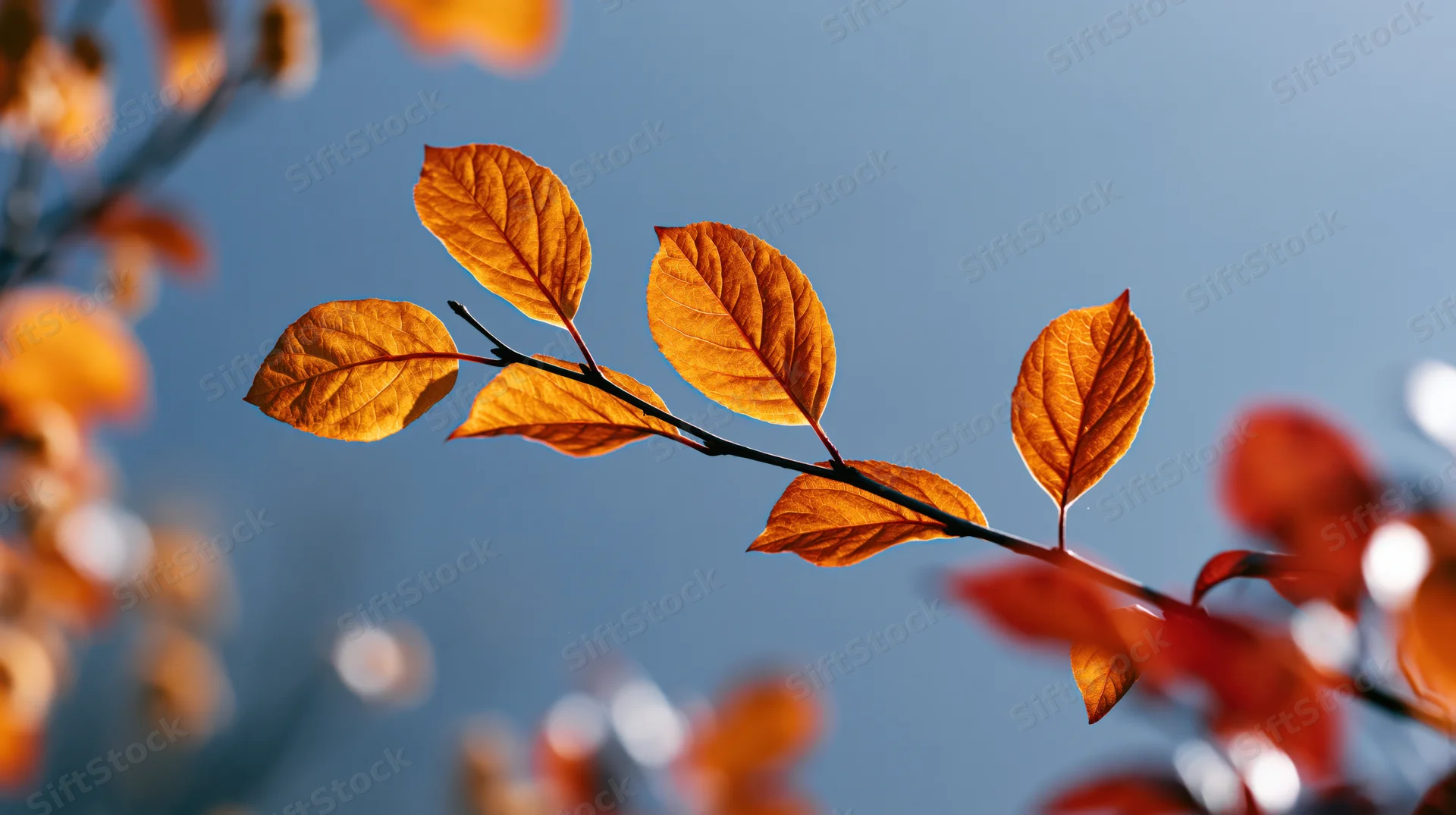 Autumn branch with golden-orange translucent leaves against blue sky