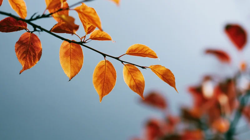 Autumn tree branch with golden-orange translucent leaves against a soft blue sky