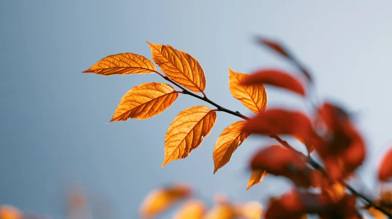 Golden-orange translucent leaves on a branch against a soft blue sky in autumn