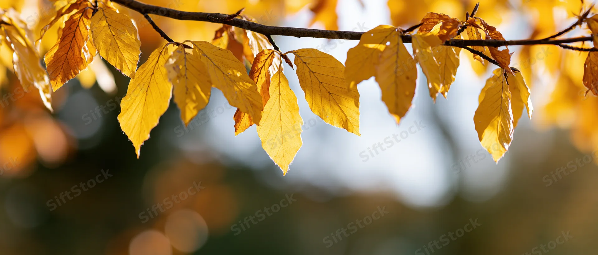 Golden autumn leaves hanging from a tree branch in sunlight