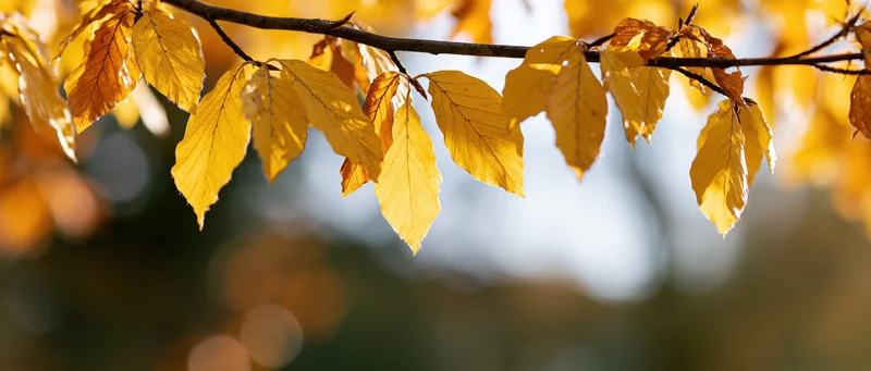 Golden autumn leaves hanging from a tree branch in sunlight