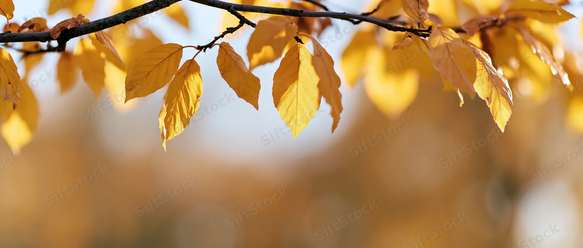 Golden autumn leaves on a tree branch against a soft blurred background