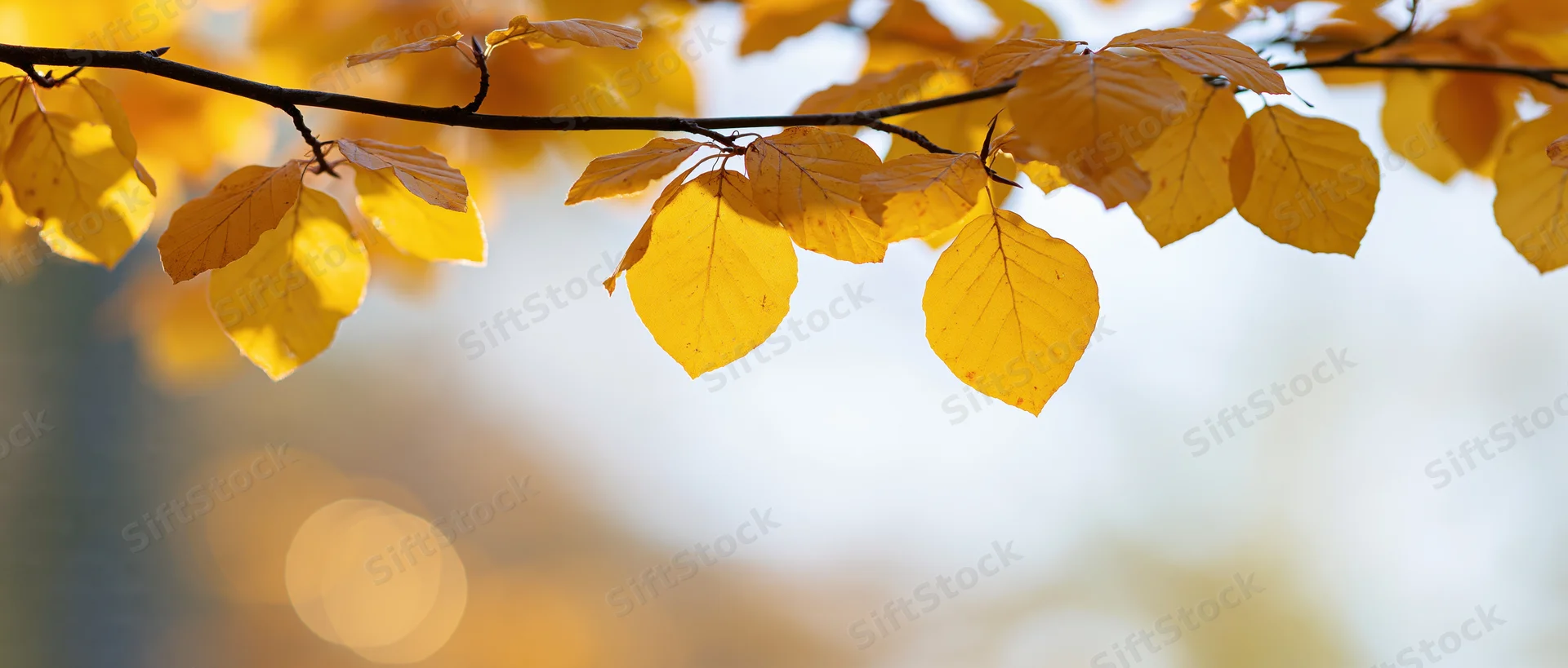 Golden autumn leaves on a tree branch backlit by sunlight with soft bokeh background