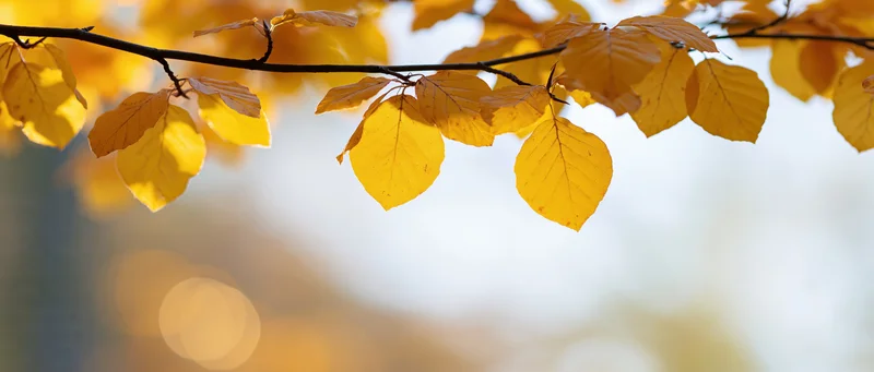 Golden autumn leaves on a tree branch backlit by sunlight with soft bokeh background