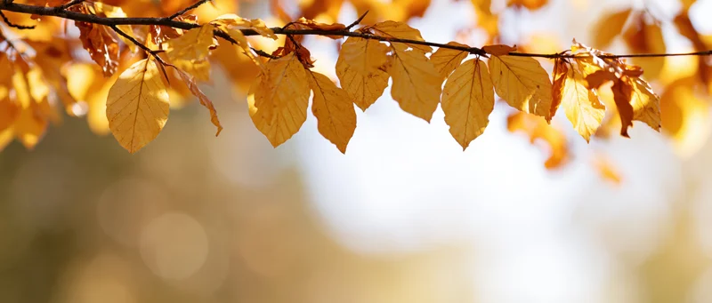 Golden autumn leaves on a tree branch against a soft blurred background