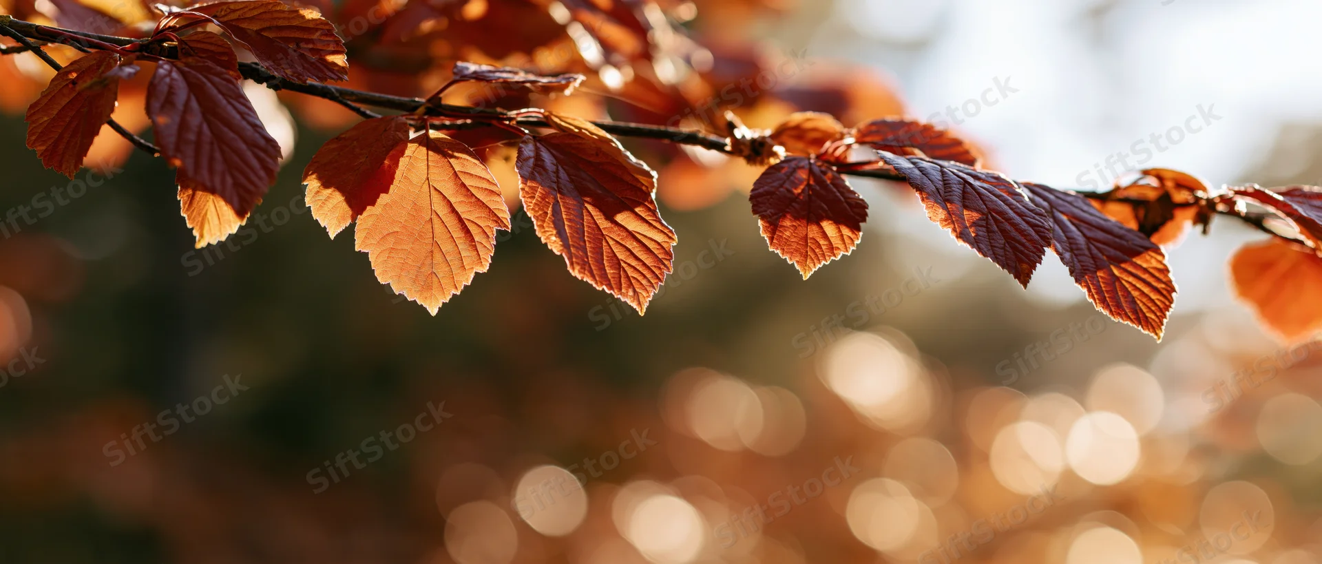Autumn tree branch with orange and red leaves hanging across in sunlight