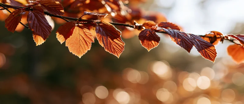 Autumn tree branch with orange and red leaves hanging across in sunlight