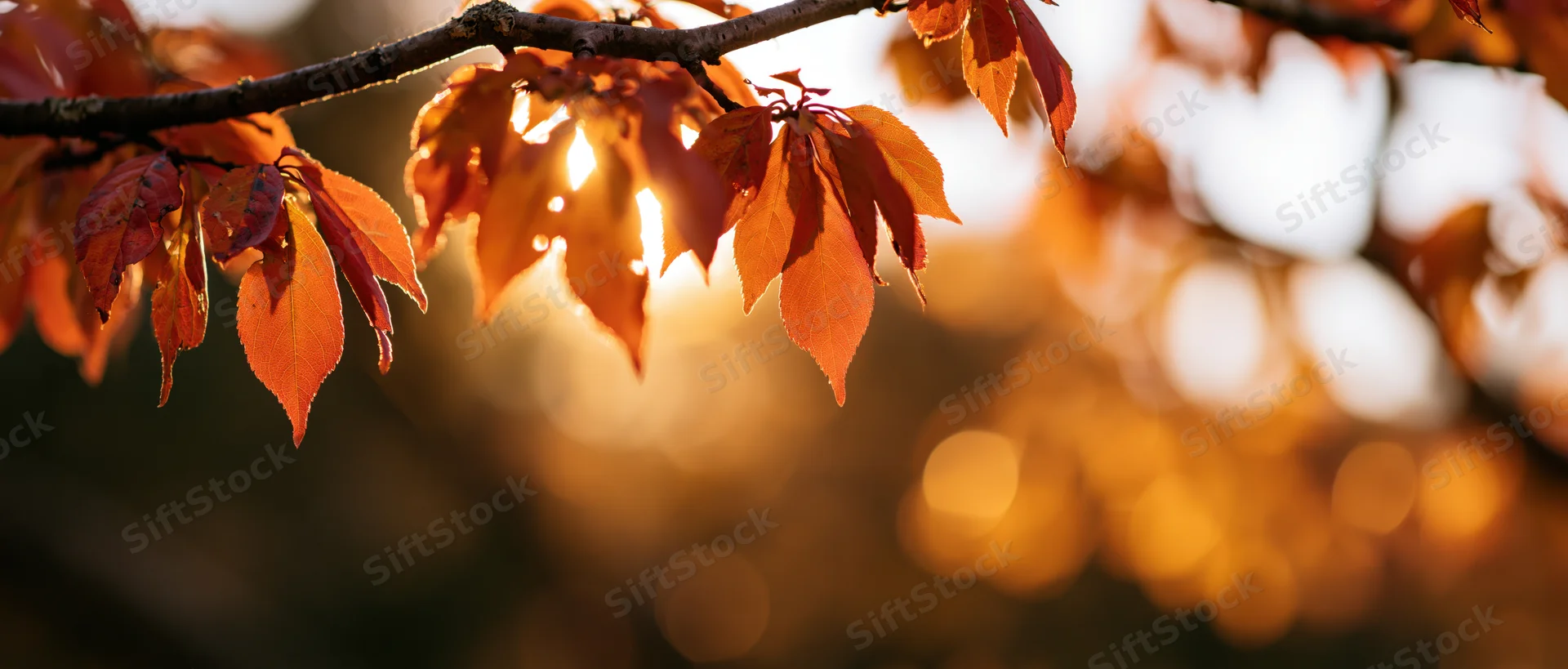Autumn tree branch with orange and red leaves backlit by warm sunlight in a forest setting