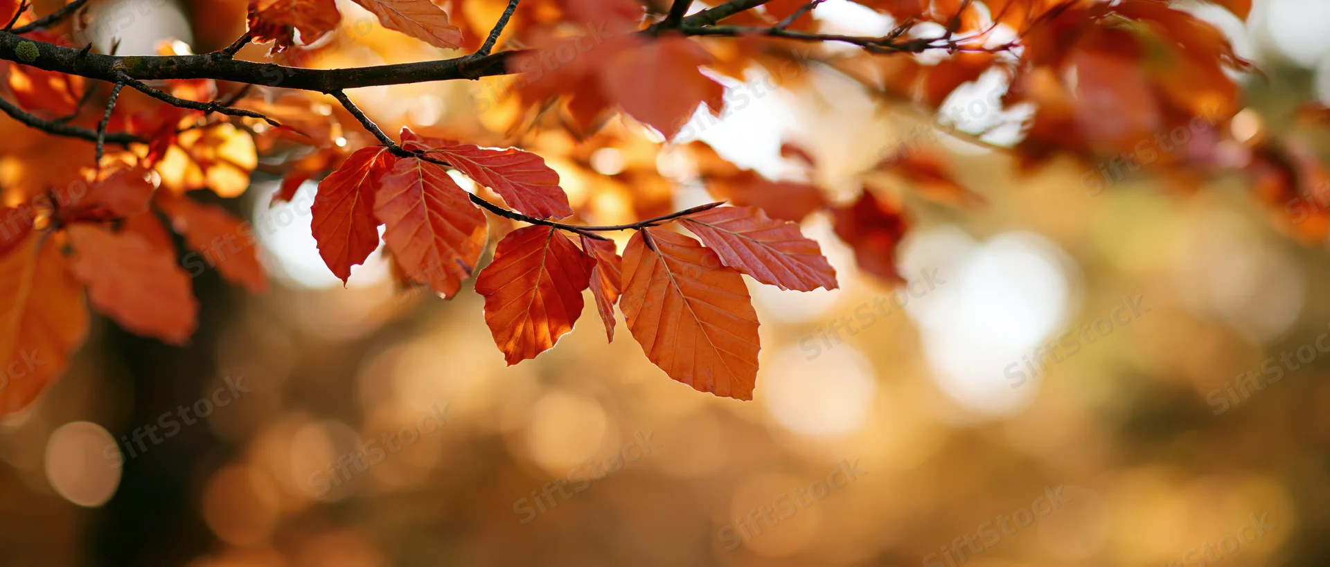 Autumn tree branch with orange and red leaves hanging across, backlit by warm sunlight, blurred background