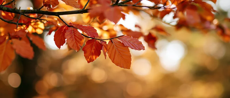 Autumn tree branch with orange and red leaves hanging across, backlit by warm sunlight, blurred background