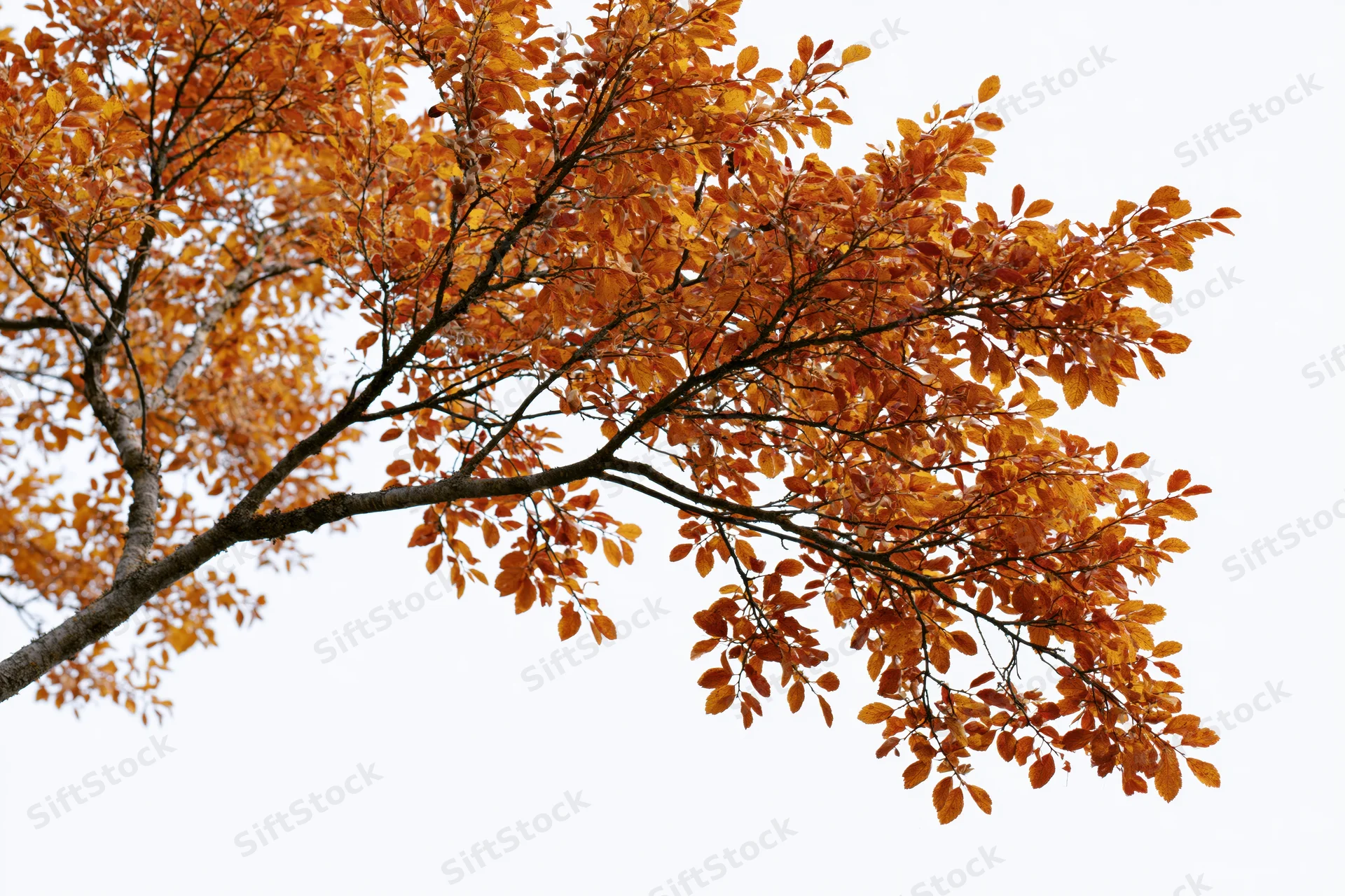 Autumn tree branches with orange leaves against white background