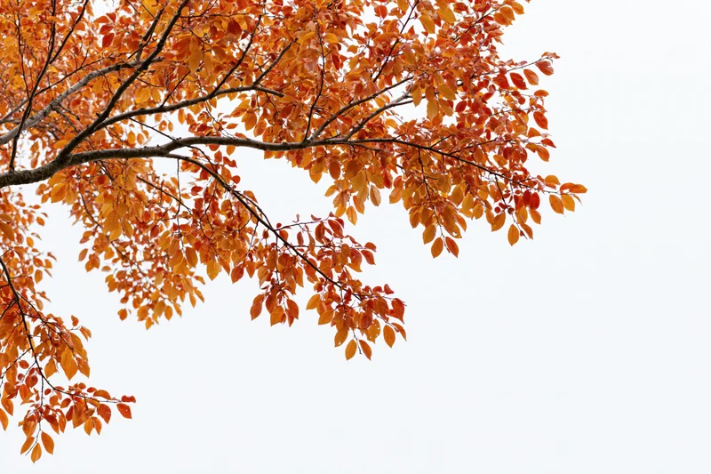 Autumn tree branches with orange and red-gold leaves against a white sky background