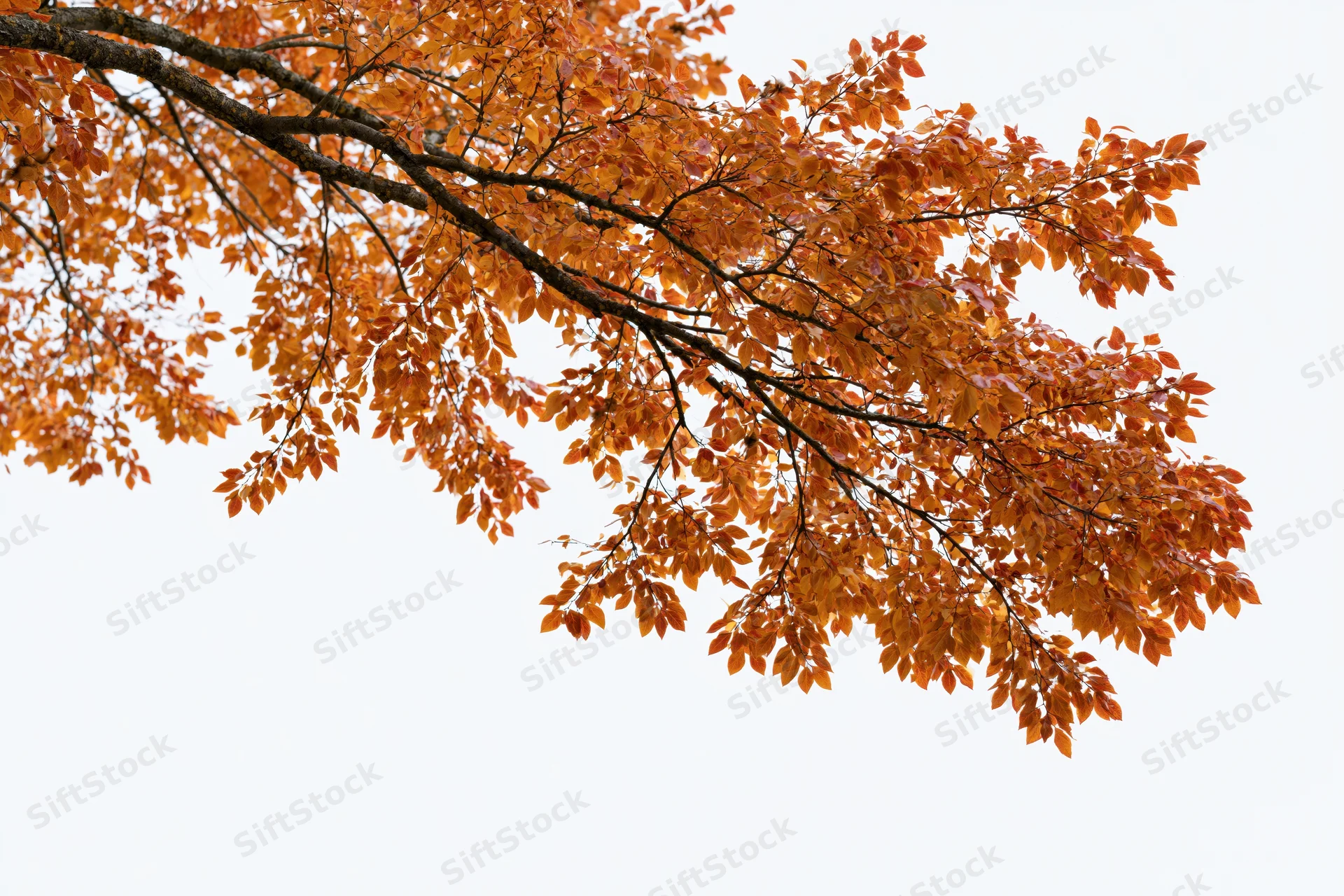 Autumn tree branches with dense orange and red-gold leaves against a bright sky