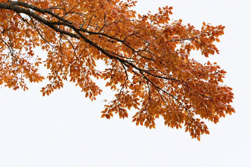Autumn tree branches with dense orange and red-gold leaves against a bright sky
