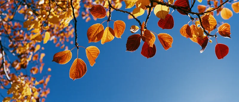 Autumn tree branches with colorful leaves hanging against a clear blue sky