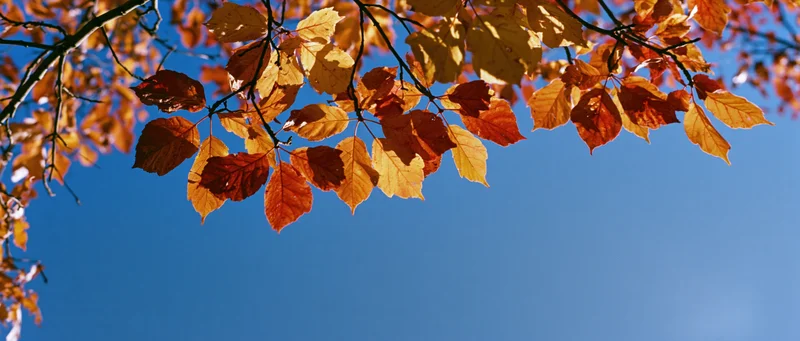 Autumn tree branches with colorful leaves against a clear blue sky