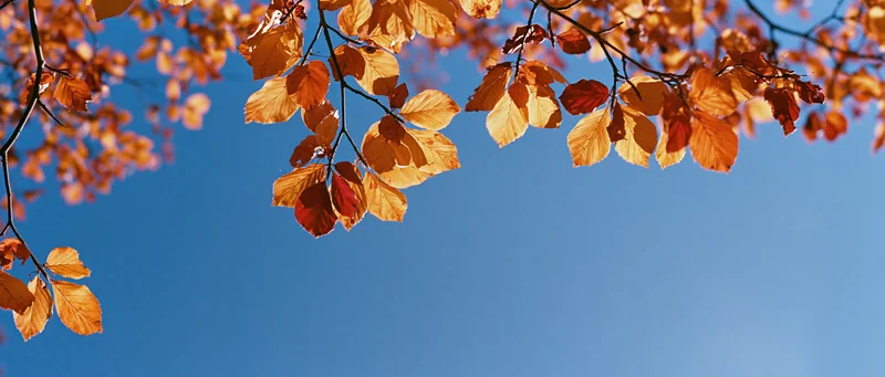 Autumn tree branches with orange and red leaves hanging against a clear blue sky