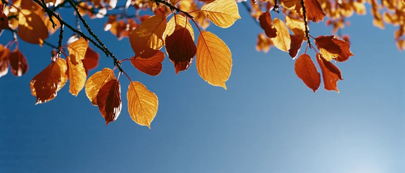 Autumn tree branches with colorful leaves hanging against a clear blue sky