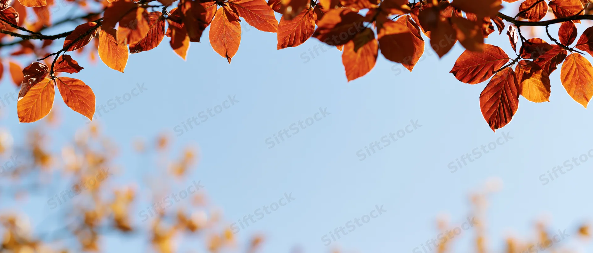 Autumn tree branches with orange and amber leaves against a clear blue sky, framing the top of the image with copyspace below