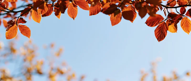 Autumn tree branches with orange and amber leaves against a clear blue sky, framing the top of the image with copyspace below