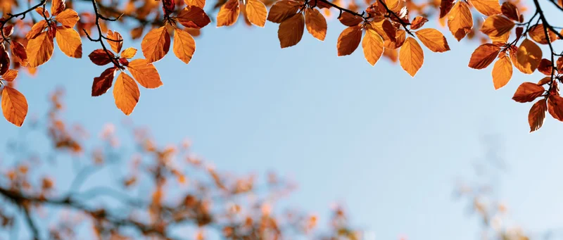 Autumn tree branches with glowing orange and amber leaves against a clear blue sky