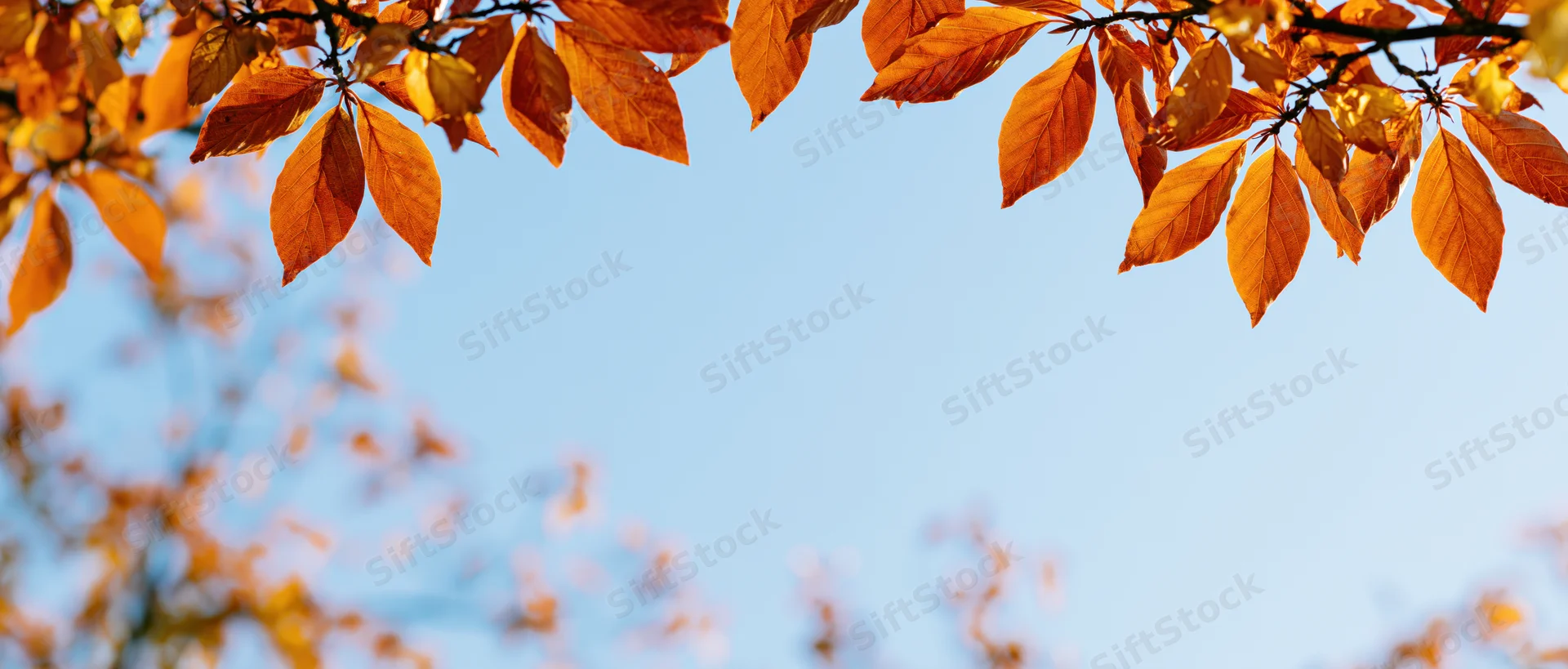 Autumn tree branches with orange and amber leaves framing a clear blue sky