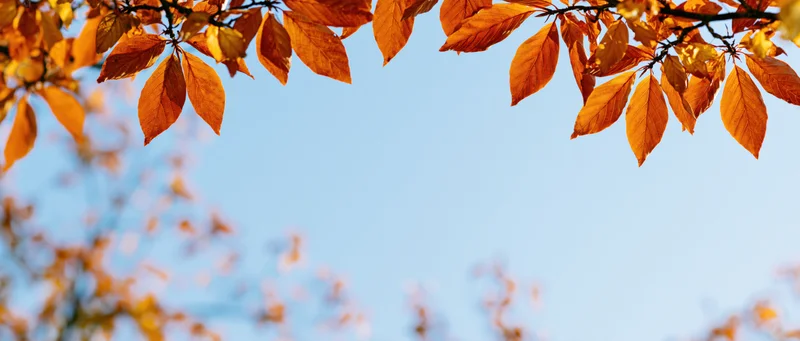 Autumn tree branches with orange and amber leaves framing a clear blue sky