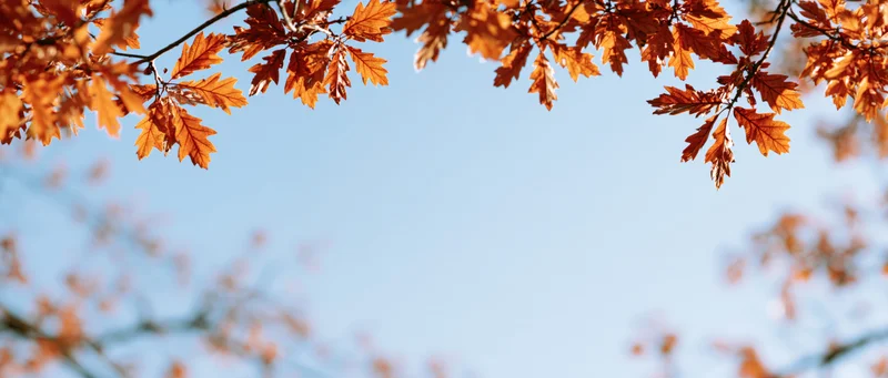 Autumn tree branches with orange and amber leaves against a clear blue sky
