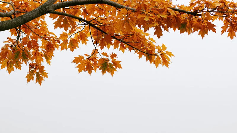 Maple tree branches with golden-orange autumn leaves against overcast sky
