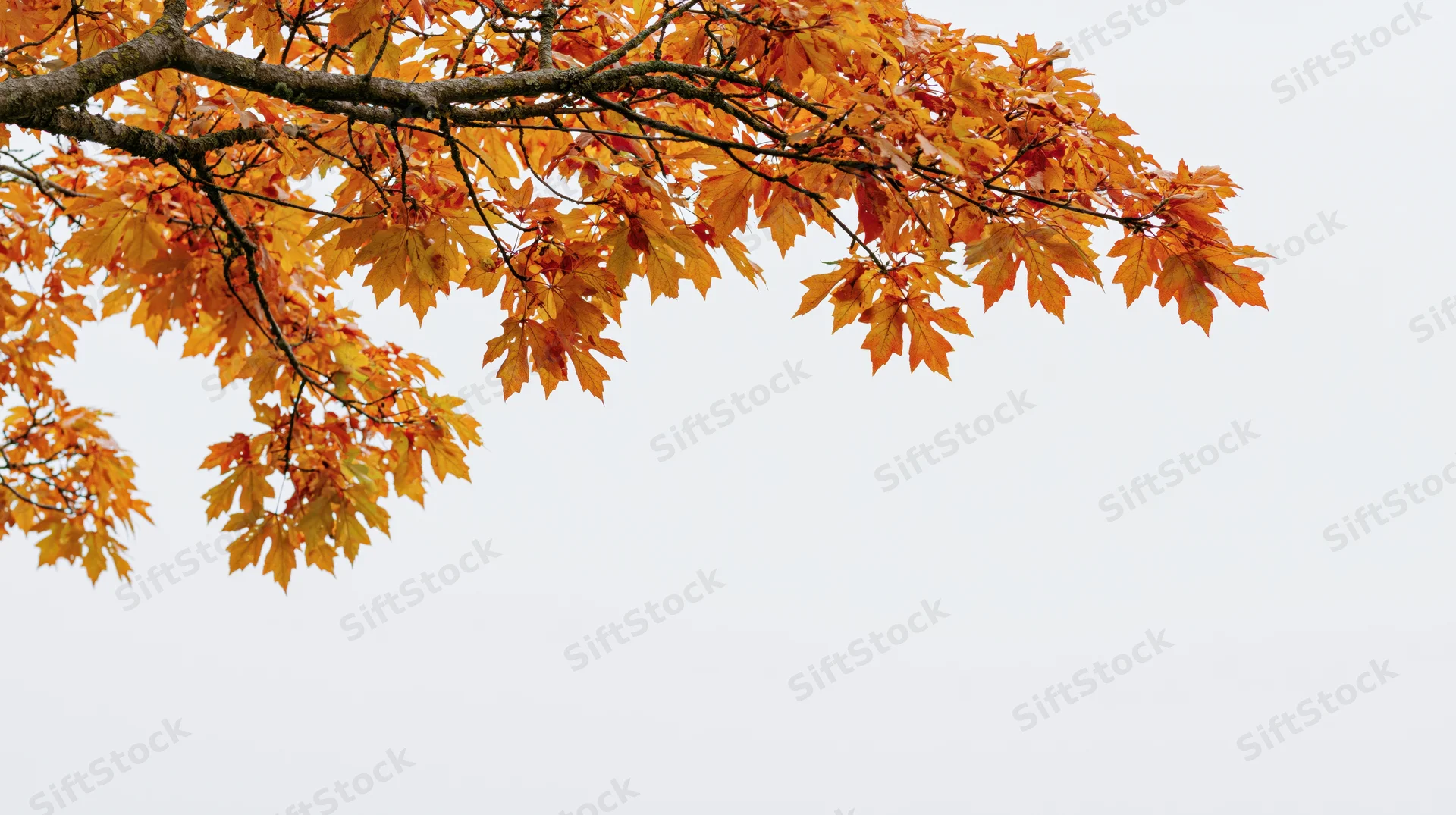 Maple tree branch with golden-orange autumn leaves extending across the frame against a pale sky