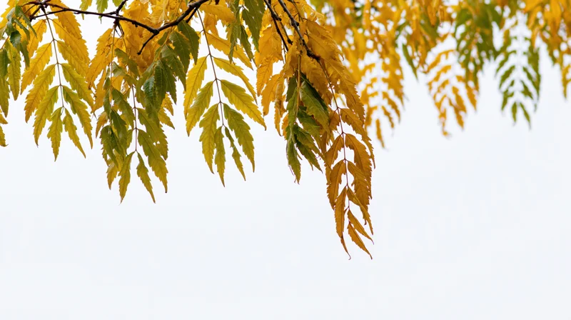 Autumn tree branches with golden yellow and olive green leaves against a pale sky