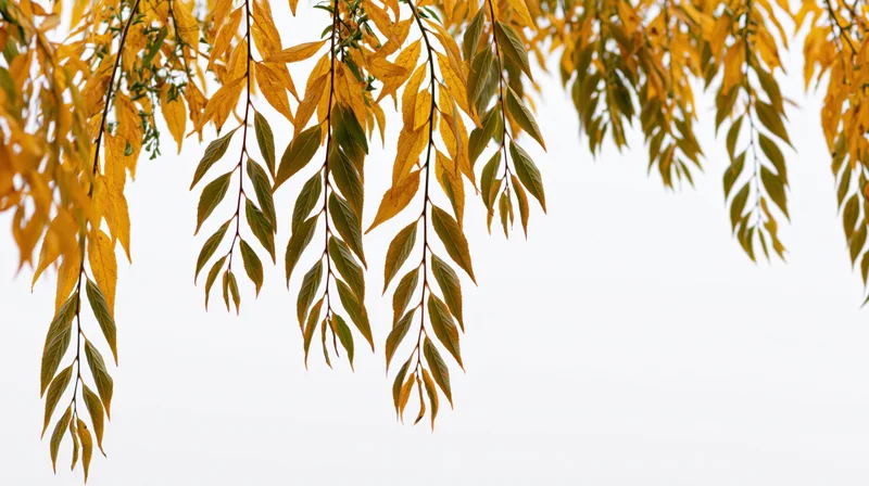 Autumn tree branches with golden yellow and olive green leaves against a pale sky