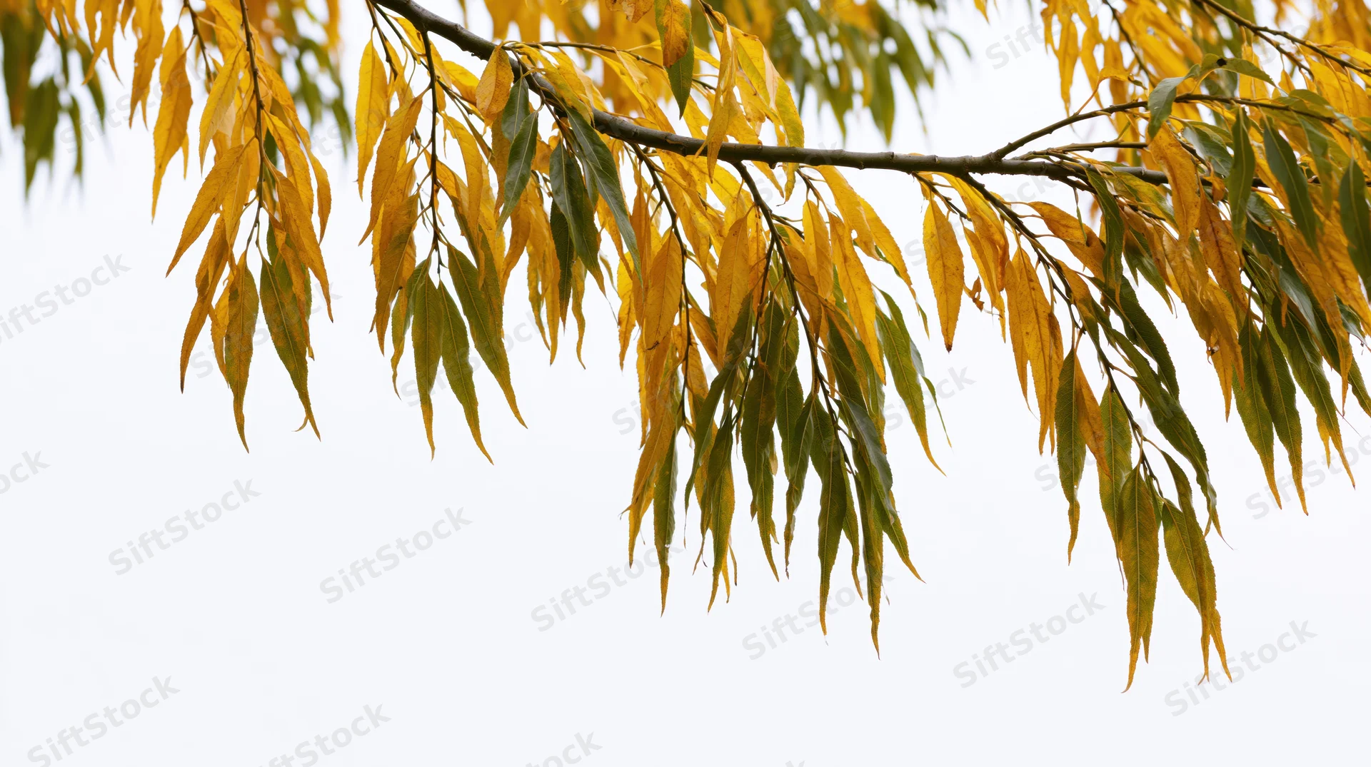Autumn tree branch with golden yellow and green leaves against a white sky background